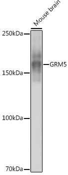 GRM5 Rabbit mAb