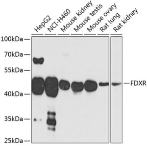 FDXR Rabbit pAb