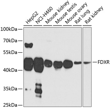 FDXR Rabbit pAb