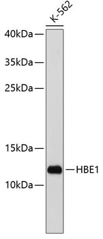 HBE1 Rabbit pAb