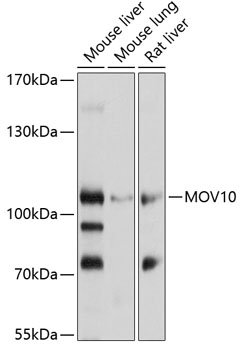 MOV10 Rabbit pAb