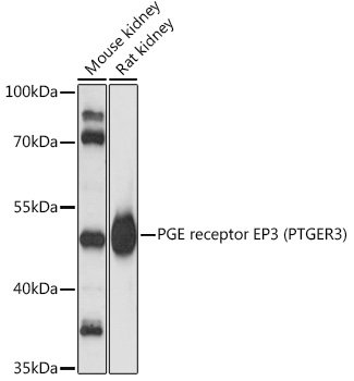 PGE receptor EP3 (PTGER3) Rabbit pAb