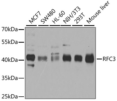 RFC3 Rabbit pAb