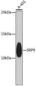 SRP9 Rabbit pAb