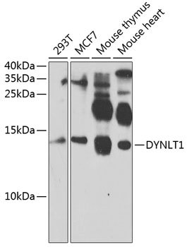DYNLT1 Rabbit pAb