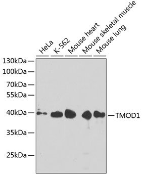 TMOD1 Rabbit pAb