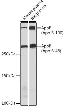 ApoB Rabbit mAb