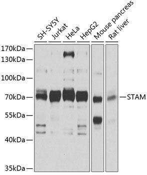 STAM Rabbit pAb