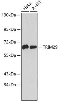 TRIM29 Rabbit pAb