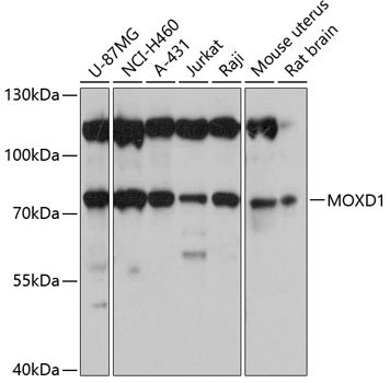MOXD1 Rabbit pAb