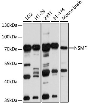 NSMF Rabbit pAb