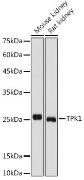 TPK1 Rabbit pAb