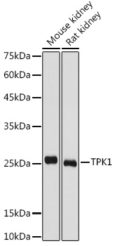 TPK1 Rabbit pAb