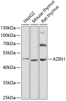 AZIN1 Rabbit pAb