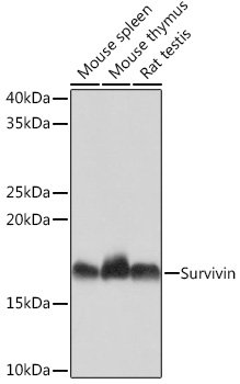 Survivin Rabbit mAb