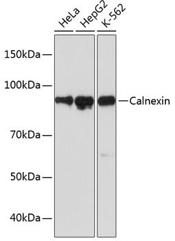 Calnexin Rabbit mAb