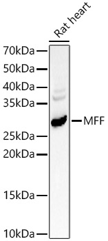 MFF Rabbit pAb
