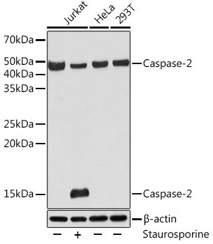 Caspase-2 Rabbit mAb