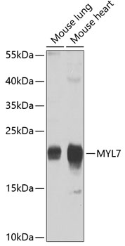 MYL7 Rabbit pAb