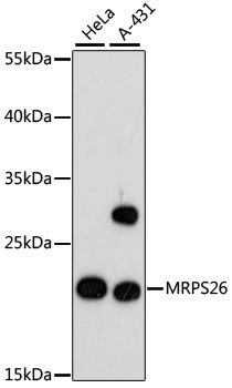MRPS26 Rabbit pAb
