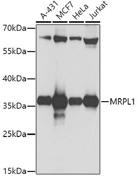 MRPL1 Rabbit pAb