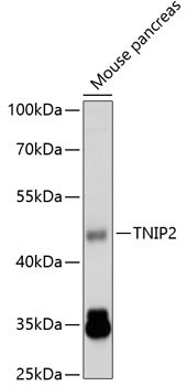 TNIP2 Rabbit pAb