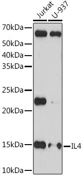 IL4 Rabbit mAb