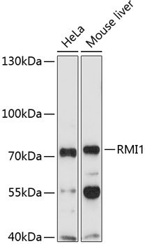 RMI1 Rabbit pAb