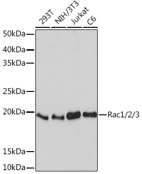 Rac1/2/3 Rabbit mAb
