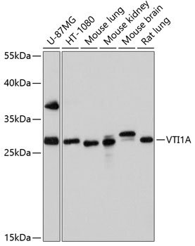 VTI1A Rabbit pAb