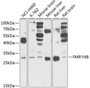 FMR1NB Rabbit pAb