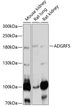 ADGRF5 Rabbit pAb