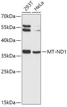 MT-ND1 Rabbit pAb
