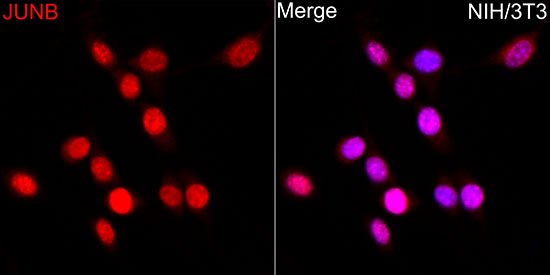 JunB Rabbit pAb