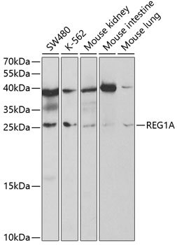 REG1A Rabbit pAb