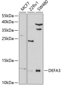 DEFA3 Rabbit pAb