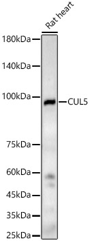 CUL5 Rabbit pAb
