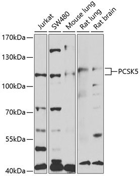 PCSK5 Rabbit pAb