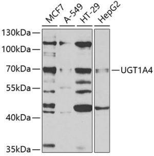 UGT1A4 Rabbit pAb