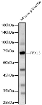 FBXL5 Rabbit pAb