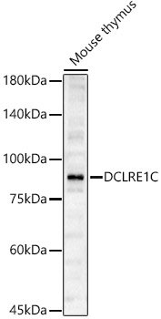 DCLRE1C Rabbit pAb