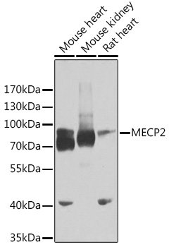 MECP2 Rabbit pAb