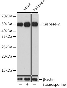 Caspase-2 Rabbit pAb