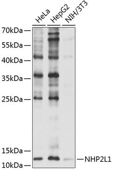 NHP2L1 Rabbit pAb