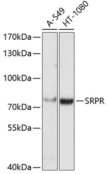 SRPR Rabbit pAb
