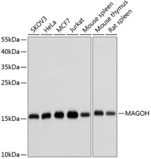 MAGOH Rabbit pAb