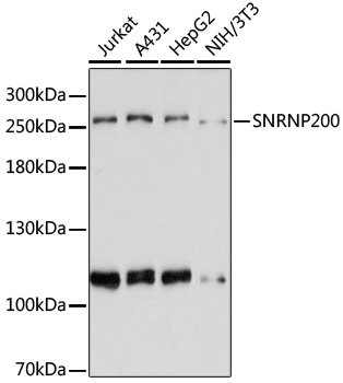 SNRNP200 Rabbit pAb