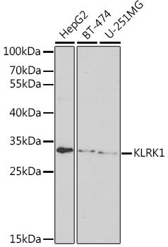 KLRK1 Rabbit pAb