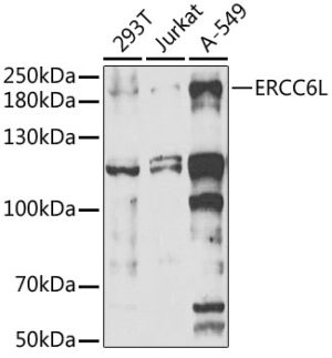 ERCC6L Rabbit pAb