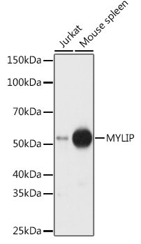 MYLIP Rabbit pAb